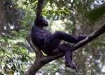 V konžské Kinshase pečují o osiřelá mláďata šimpanzů bonobo lidské náhradní matky