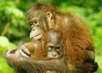 Na Sumatře uhynulo 7 procent populace orangutanů tapanulijských