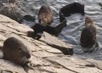 Nemoci, útoky i narušení břehů. Nutrie se rychle šíří a působí velké problémy Nemoci, útoky i narušení břehů