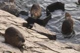 Nemoci, útoky i narušení břehů. Nutrie se rychle šíří a působí velké problémy