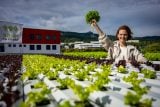 Salát rekordman přežil na střeše i extrémní vedra. Díky hydroponické farmě na střeše v Liberci