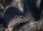 Syslí hlídky v Mladé Boleslavi dohlíží na kriticky ohrožené hlodavce. Ve městě jich žije přes tisíc Syslí hlídky v Mladé Boleslavi dohlíží na kriticky ohrožené hlodavce