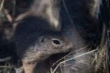 Syslí hlídky v Mladé Boleslavi dohlíží na kriticky ohrožené hlodavce. Ve městě jich žije přes tisíc
