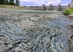 Úhyn ryb v řece Dyji je celospolečenský problém, tvrdí předseda Moravského rybářského svazu