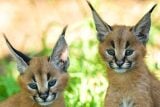 V pražské zoo se narodili dva karakalové. Koťata mají od mámy už od narození docela drsnou školu