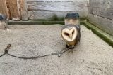 Vedra byla pro záchranné stanice náročná. Mláďata kvůli přehřátí vyskakovala z hnízd, říká ošetřovatelka