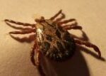 Virolog: Mezery v obalu prozradily, že virus klíšťové encefalitidy není tak symetrický