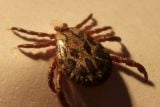 Virolog: Mezery v obalu prozradily, že virus klíšťové encefalitidy není tak symetrický