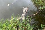 Asi půl tuny ryb uhynulo po bouřce v řece Dřevnici ve Zlíně. Důvodem je teplotní šok a nedostatek kyslíku