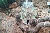 Drahokamy z Jizerských hor. Liberecká botanická zahrada se proměnila ve skleněnou galerii