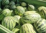 Melounům se daří už i na Vysočině. Farmáři je díky nadprůměrnému létu sklízí o dva týdny dříve než loni Melounům se daří už i na Vysočině