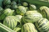Melounům se daří už i na Vysočině. Farmáři je díky nadprůměrnému létu sklízí o dva týdny dříve než loni