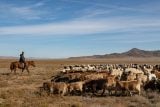 Mongolská půda trpí pod tlakem milionů koz. Je třeba nechat trávu odpočinout, apelují ekologové