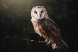 Na Třeboňsku hnízdí jen jeden pár sov pálených. Populaci pomáhají zachraňovat budky