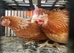 Paradox udržitelného zemědělství: Ekologický chov slepic generuje vyšší emise Paradox udržitelného zemědělství: Ekologický chov slepic generuje vyšší emise