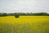 Řepka letos ztrácí výnos, pšenici se naopak daří. Zemědělce na Plzeňsku trápí sucho i škůdci