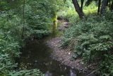 Sucho už má na svědomí úhyn tisíců ryb v náhonu Alba. Rybáři se snaží zachránit, co jde