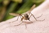 Kvůli suchu je na jižní Moravě málo komárů. Někteří živočichové tak přichází o zdroj potravy