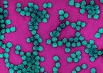 Olomoučtí vědci zkoumají výskyt HPV