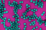 Olomoučtí vědci zkoumají výskyt HPV. Viry dokážou odhalit i jednoduchými kloktacími testy