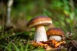 Hub může být několik milionů. Většinu druhů člověk nevidí, zůstávají pod zemí, říká vědec Větrovský