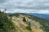 Krkonošská tundra pomalu mizí. Kvůli oteplování zarůstají hřebeny hor, přibývá keřů a vysokých trav