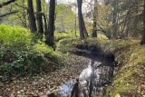 Pstruzi se kvůli suchu nemohou vytřít v jihočeských potocích. Rybáři proto umístí rybí inkubátory na řeky