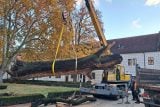 Stovky let starý dub se rozpadl, ohrožený tesařík ale žije dál. Ochránci odvezli strom ze zámku v Třeboni